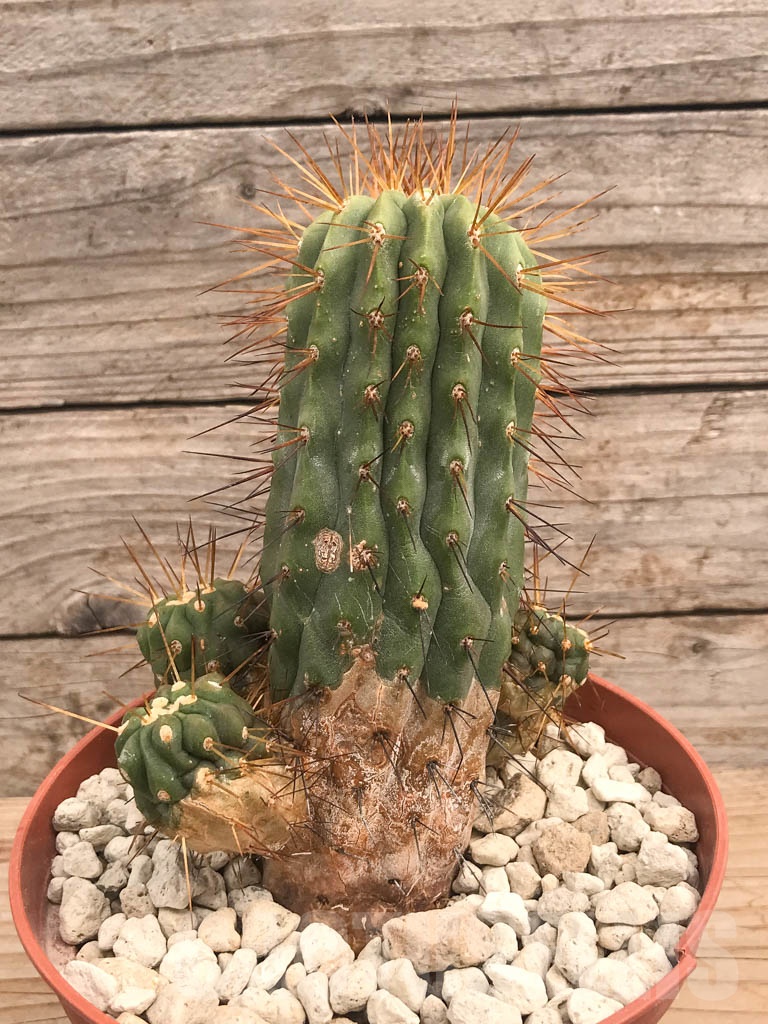 SHPR9722 Copiapoa gigantea v. haseltoniana f. albispina PV 2150 - Image 2