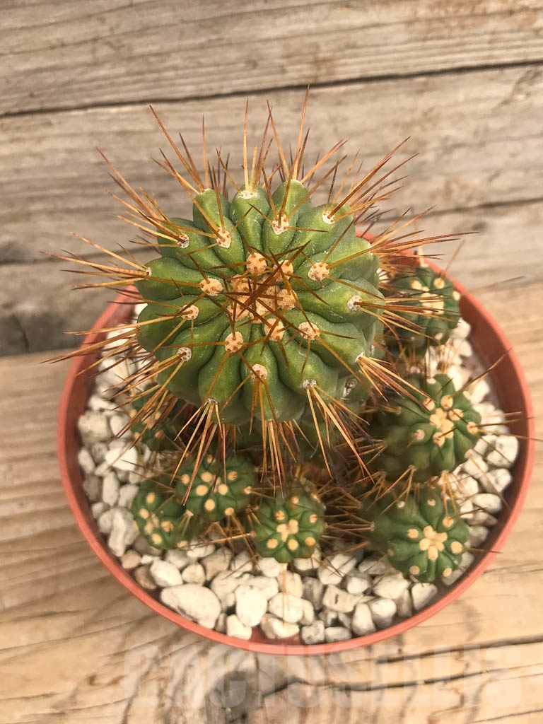 SHPR9722 Copiapoa gigantea v. haseltoniana f. albispina PV 2150 - Image 3