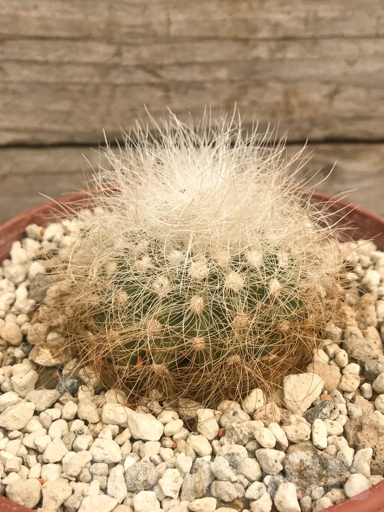 SHPR9723 Copiapoa krainziana PV 2791