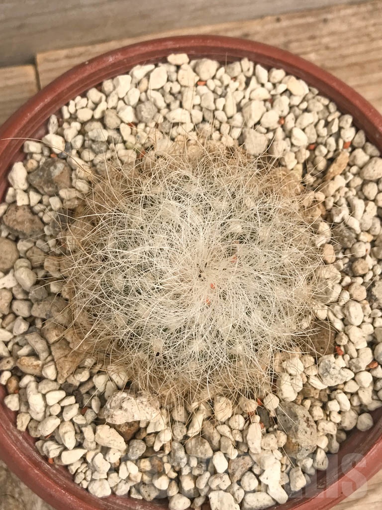 SHPR9723 Copiapoa krainziana PV 2791 - 画像 (2)