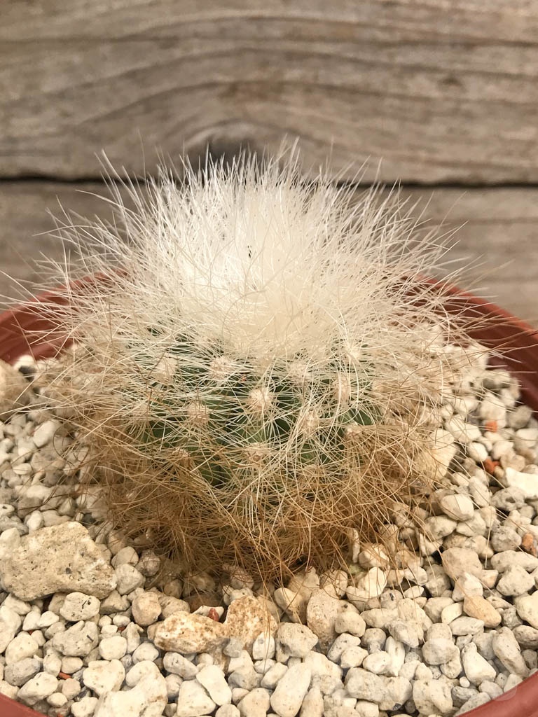 SHPR9724 Copiapoa krainziana PV 2791