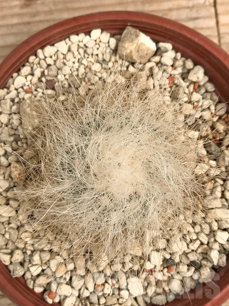 SHPR9724 Copiapoa krainziana PV 2791 - Image 2