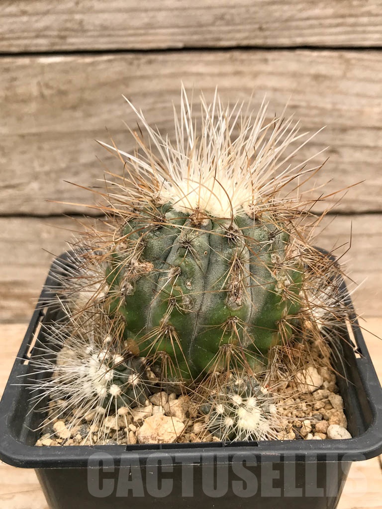 SHPR9727 Copiapoa krainziana v. scopulina