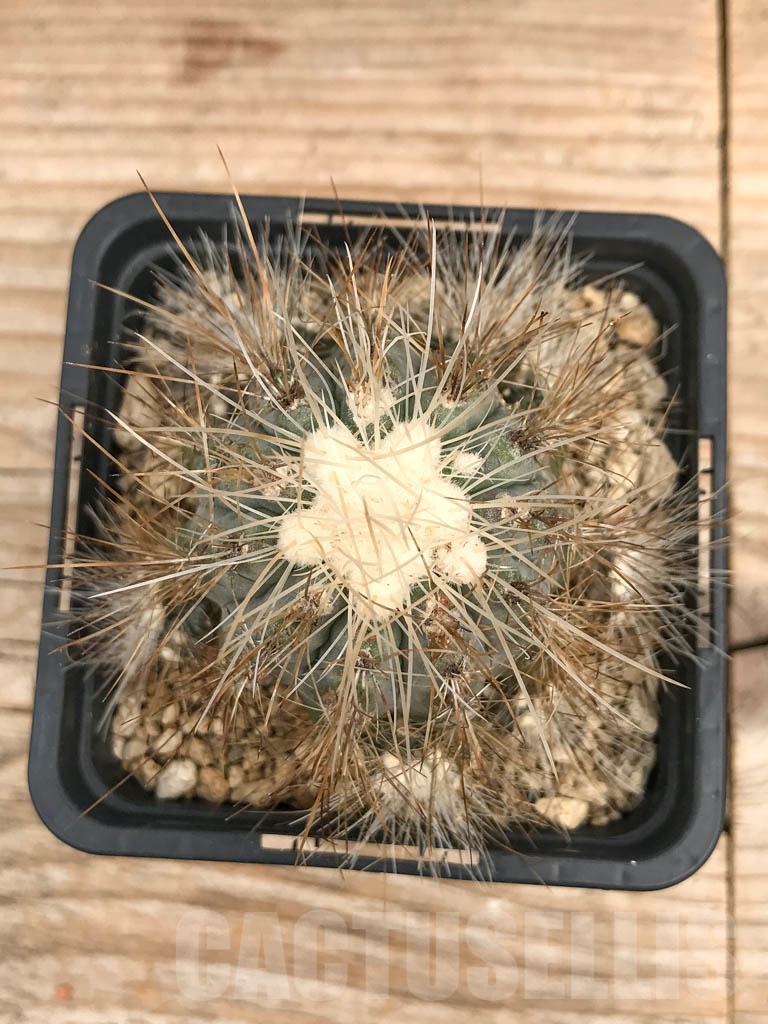 SHPR9727 Copiapoa krainziana v. scopulina – Bild 2