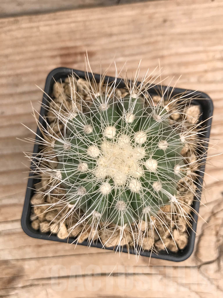 SHPR9728 Copiapoa krainziana v. scopulina PV2407 - immagine 2