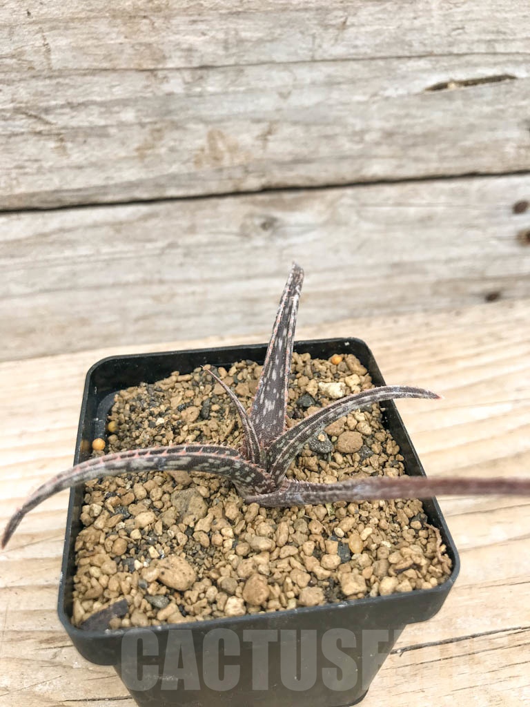 SHPR9733 Aloe perrieri - Imagen 2