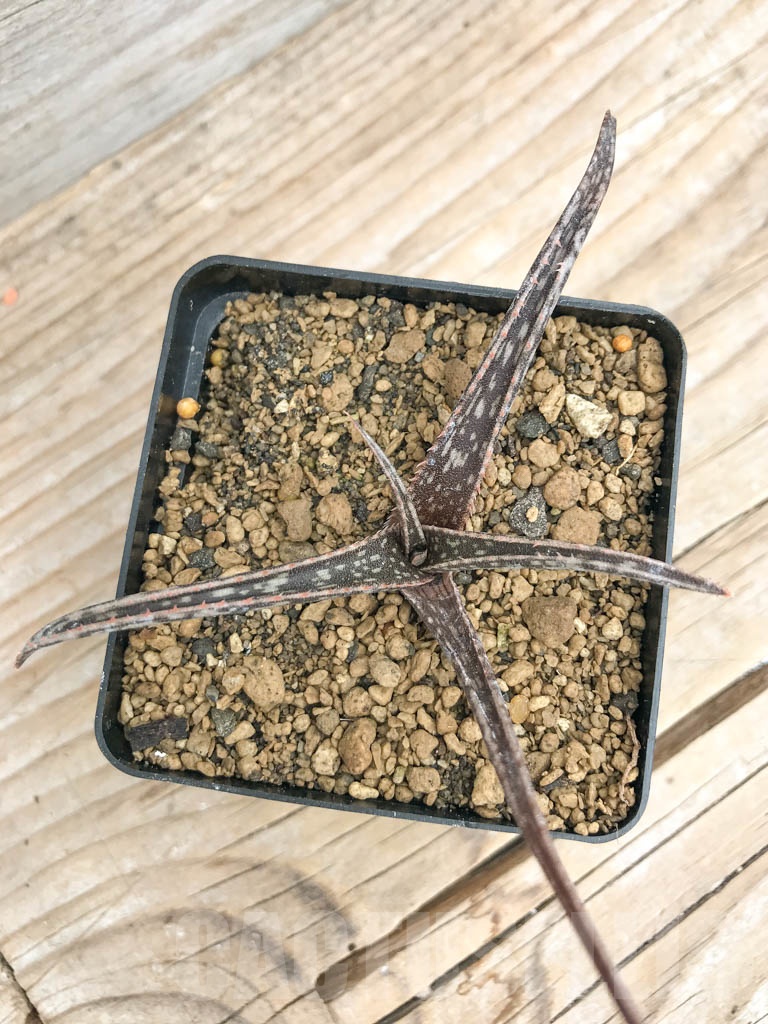 SHPR9733 Aloe perrieri - Imagen 3