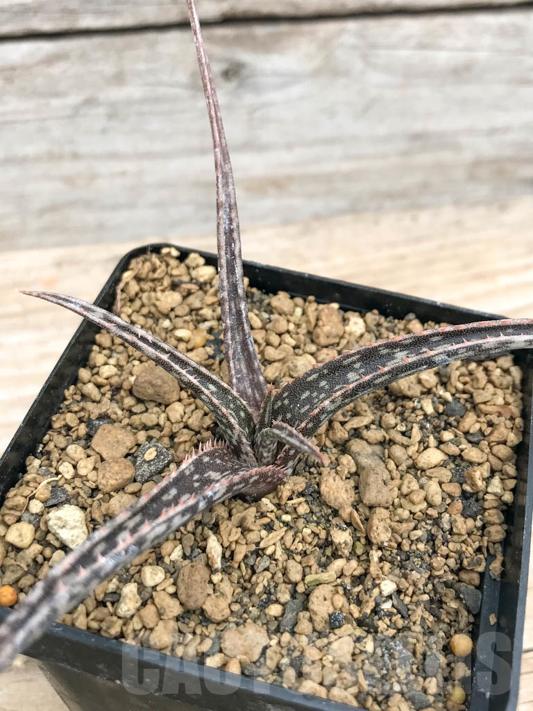 SHPR9733 Aloe perrieri