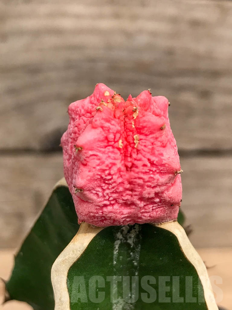 SHPR9735 Euphorbia abdelkuri