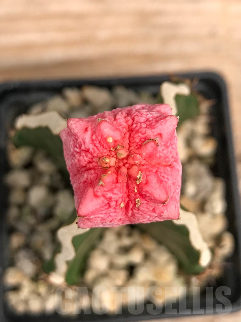 SHPR9735 Euphorbia abdelkuri – Bild 2