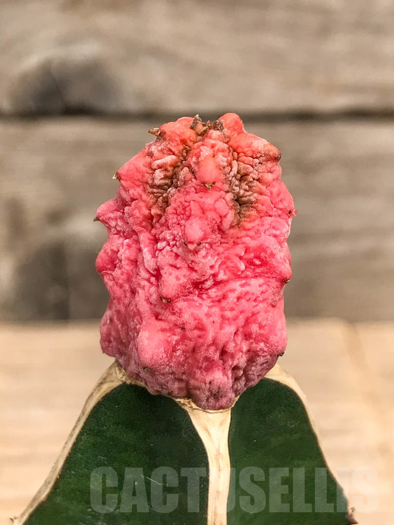 SHPR9737 Euphorbia abdelkuri - Image 2