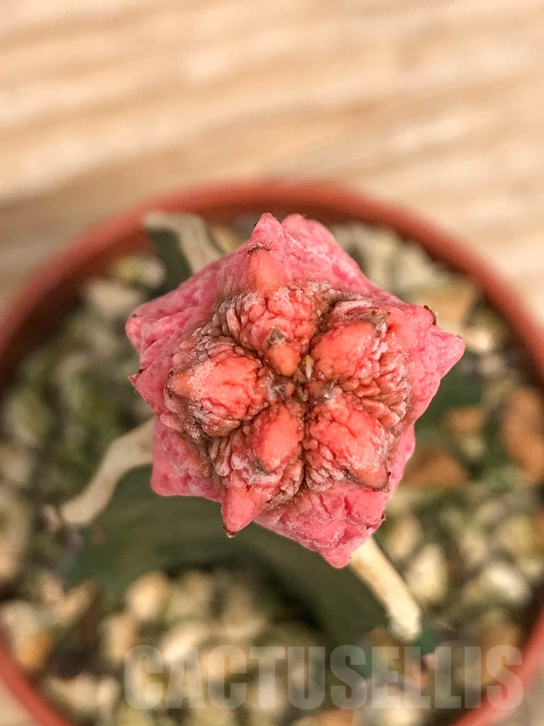 SHPR9737 Euphorbia abdelkuri - Image 3