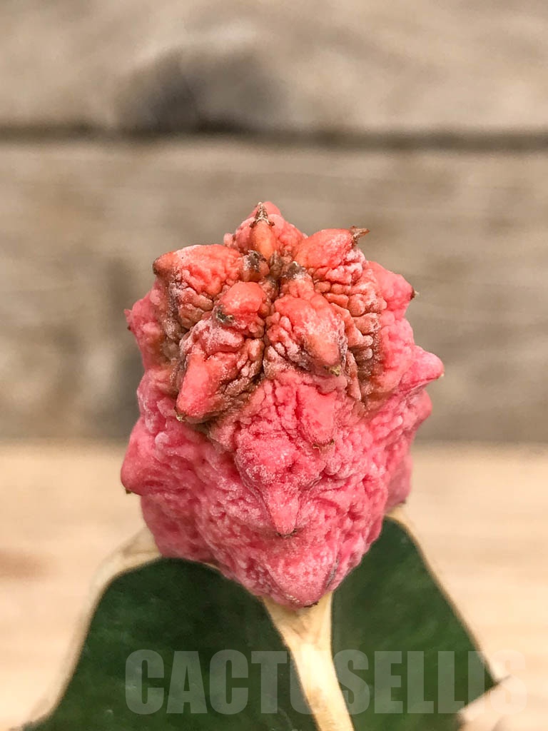 SHPR9737 Euphorbia abdelkuri