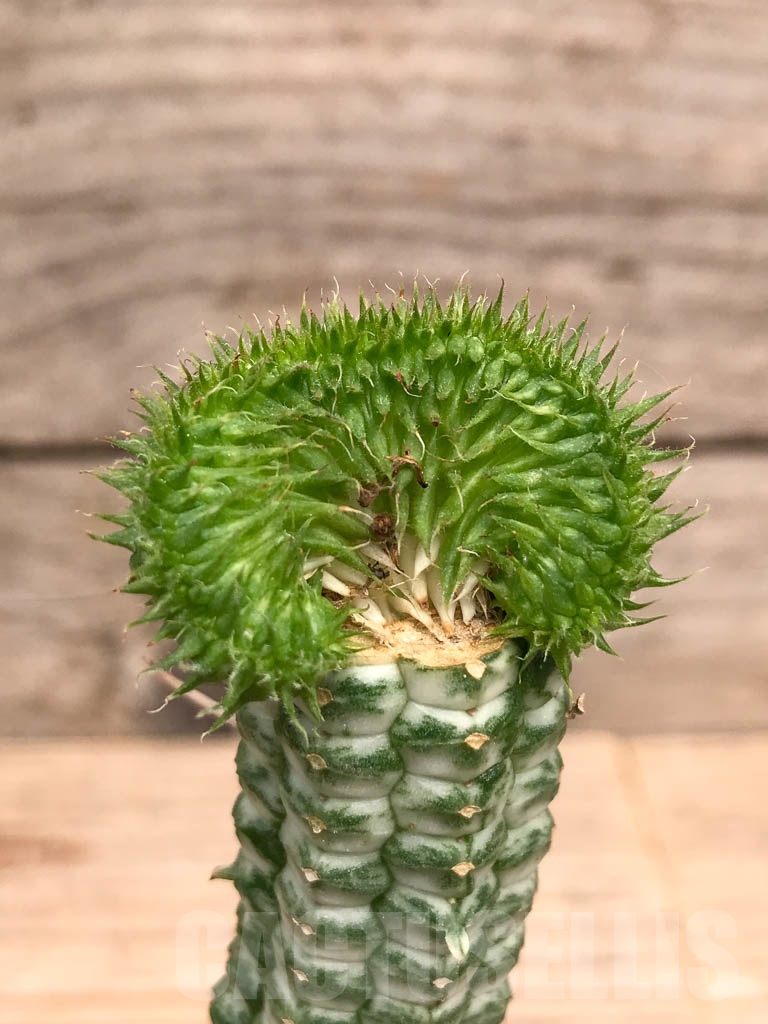 SHPR9738 Euphorbia susannae f. cristata