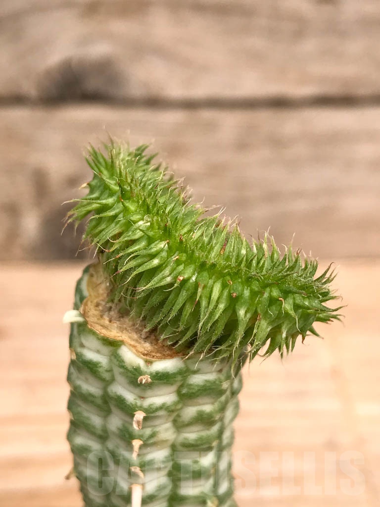 SHPR9738 Euphorbia susannae f. cristata - Image 2