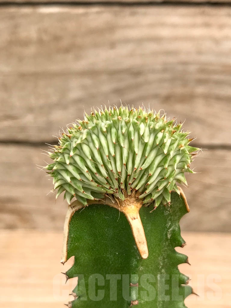 SHPR9743 Euphorbia susannae f. cristata variegata