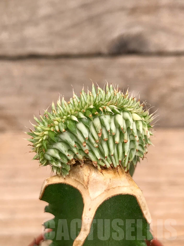 SHPR9743 Euphorbia susannae f. cristata variegata - Image 2