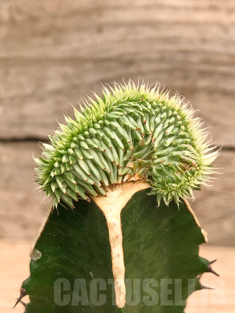 SHPR9744 Euphorbia susannae f. cristata variegata
