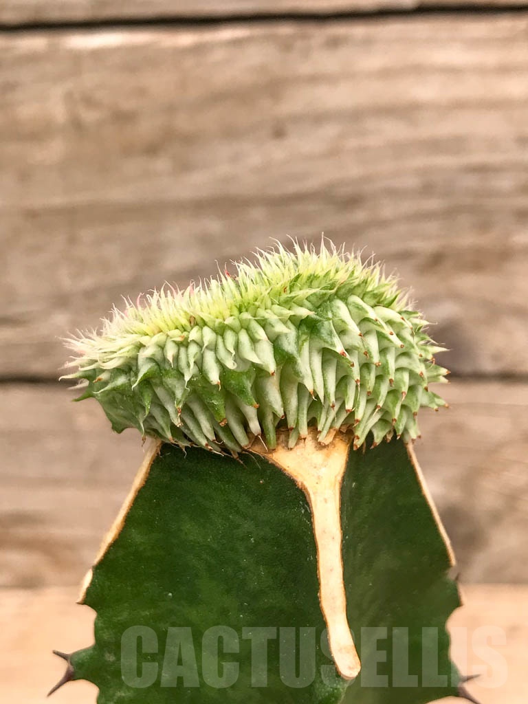 SHPR9744 Euphorbia susannae f. cristata variegata - Image 2
