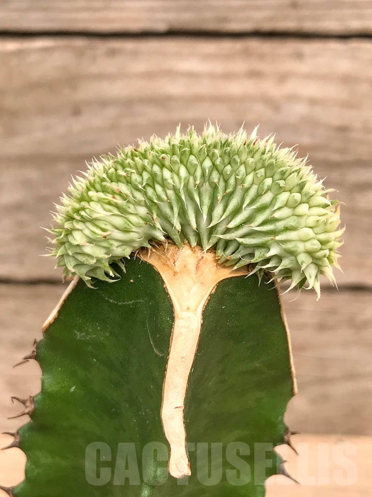 SHPR9745 Euphorbia susannae f. cristata variegata