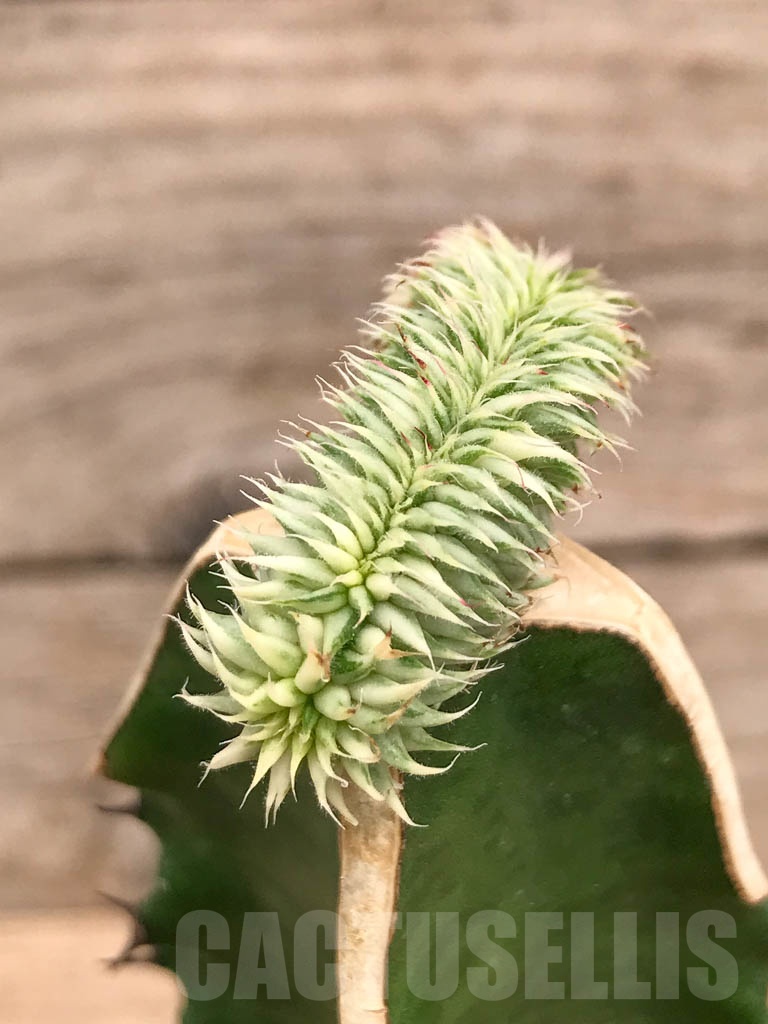SHPR9745 Euphorbia susannae f. cristata variegata - 画像 (2)