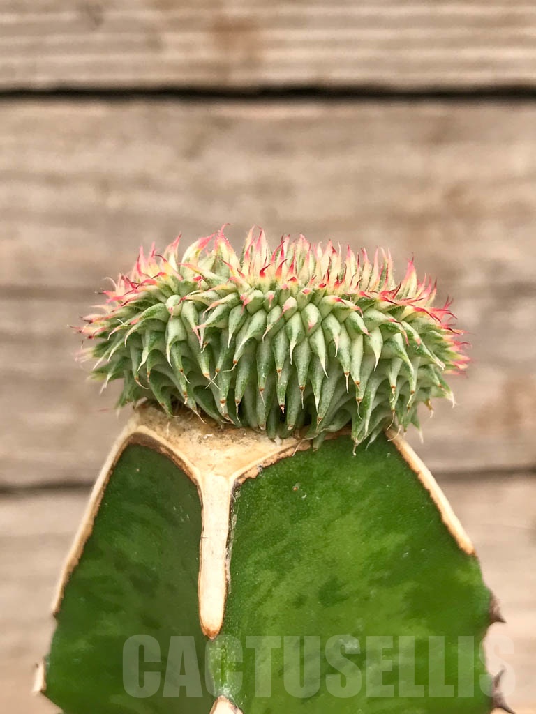 SHPR9746 Euphorbia susannae f. cristata variegata - Image 2
