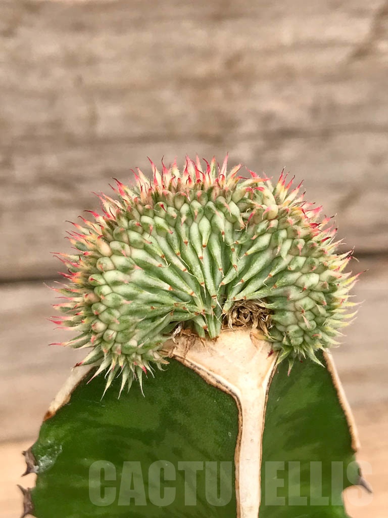 SHPR9746 Euphorbia susannae f. cristata variegata