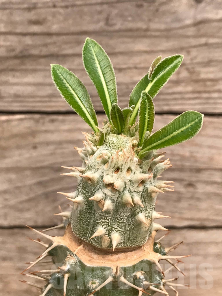 SHPR9750 Pachypodium densiflorum f. cristata