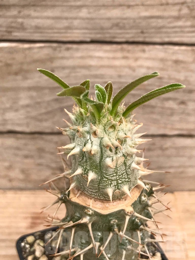 SHPR9750 Pachypodium densiflorum f. cristata - Image 2
