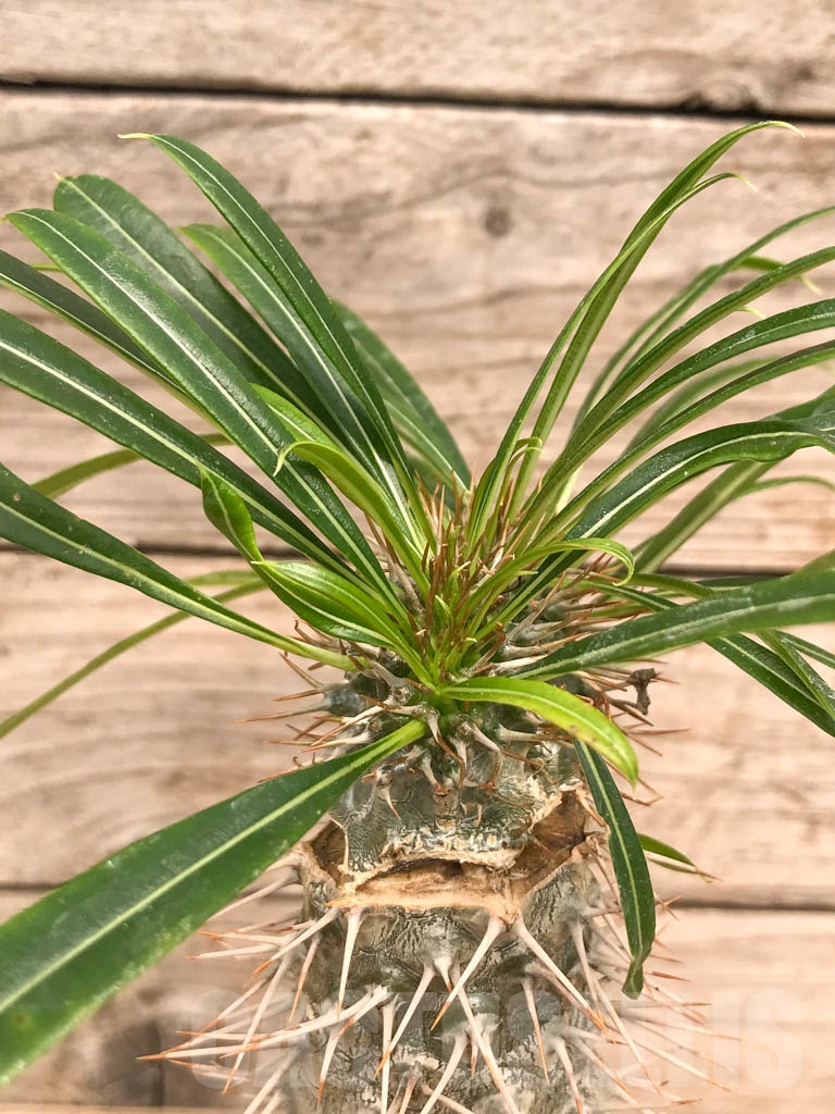 SHPR9757 Pachypodium lamerei f. cristata - Imagen 2