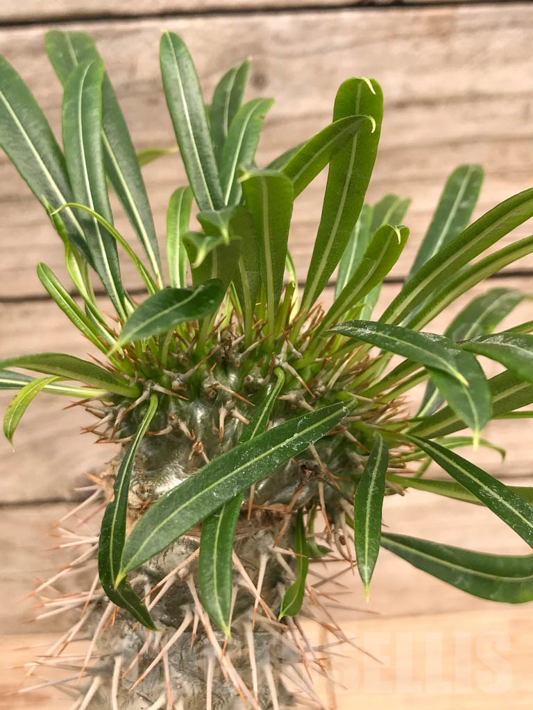 SHPR9757 Pachypodium lamerei f. cristata - Imagen 3