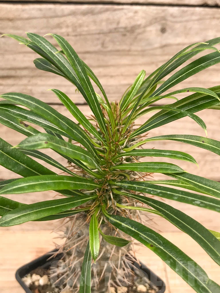 SHPR9757 Pachypodium lamerei f. cristata