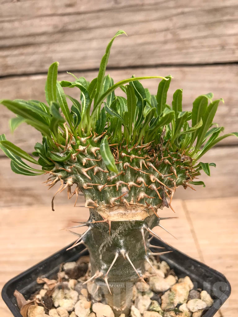 SHPR9758 Pachypodium fiherense f. cristata