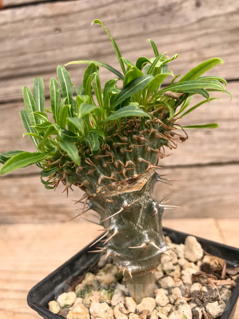 SHPR9758 Pachypodium fiherense f. cristata - Image 2