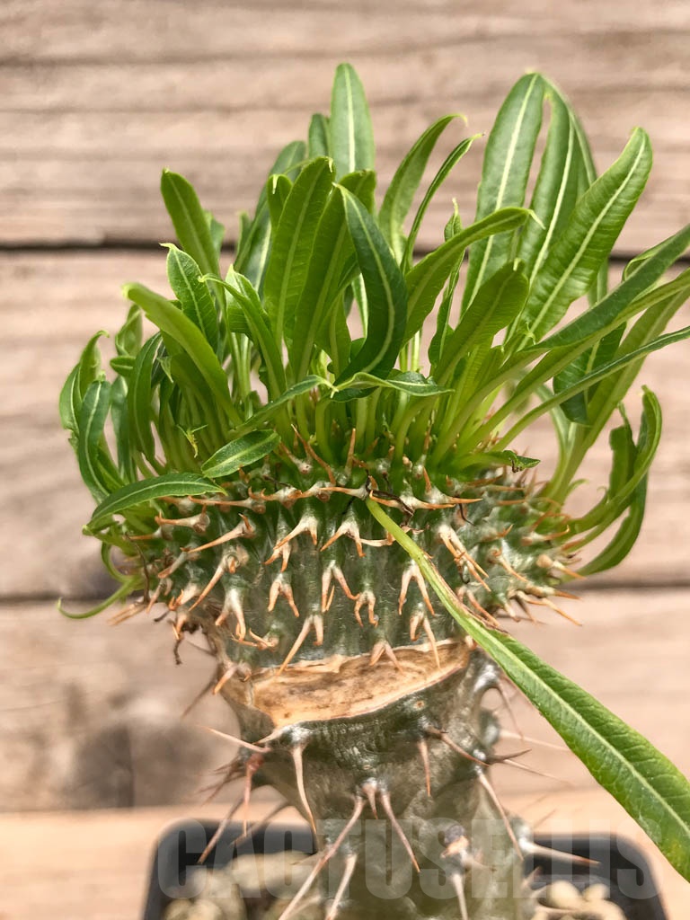 SHPR9759 Pachypodium fiherense f. cristata