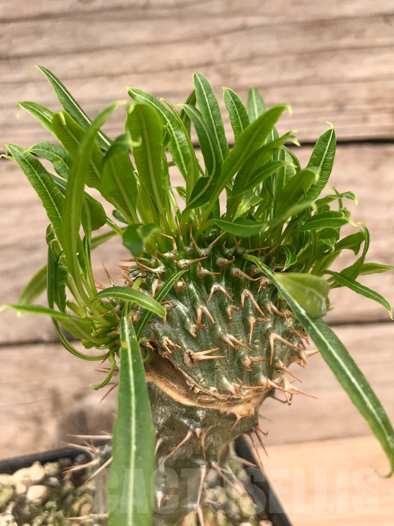 SHPR9759 Pachypodium fiherense f. cristata - Image 2
