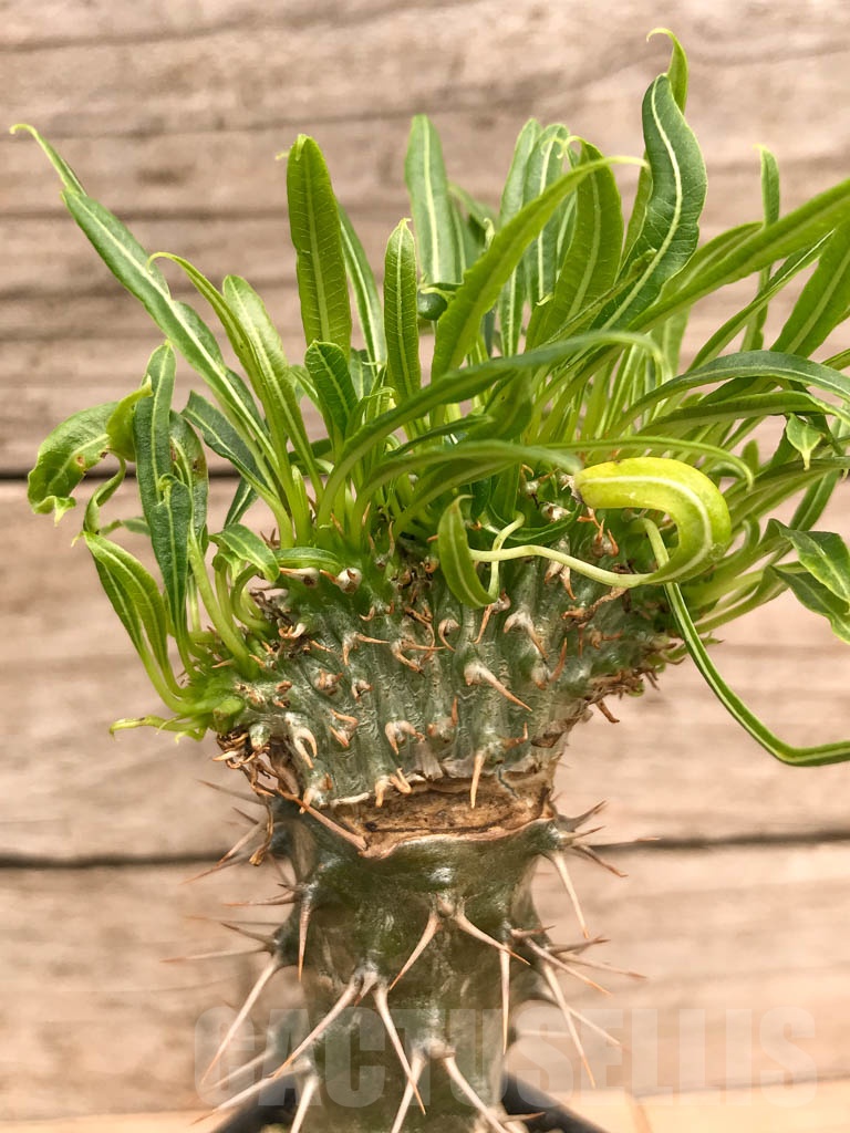 SHPR9760 Pachypodium fiherense f. cristata