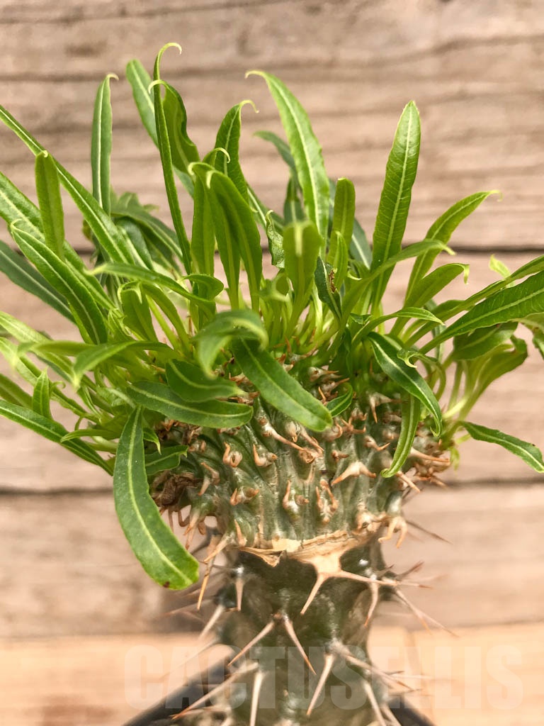 SHPR9760 Pachypodium fiherense f. cristata - Image 2