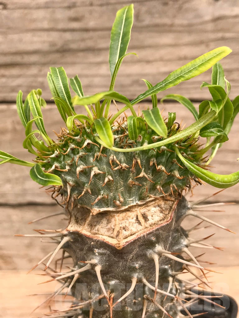 SHPR9761 Pachypodium fiherense f. cristata