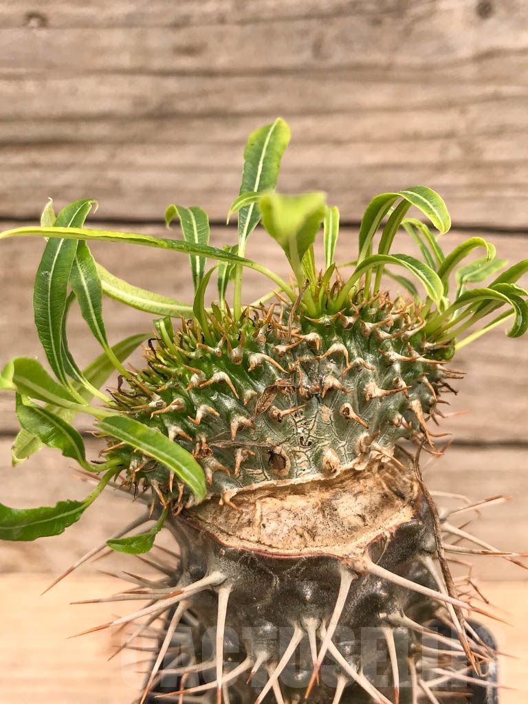 SHPR9761 Pachypodium fiherense f. cristata - Obrázek 2