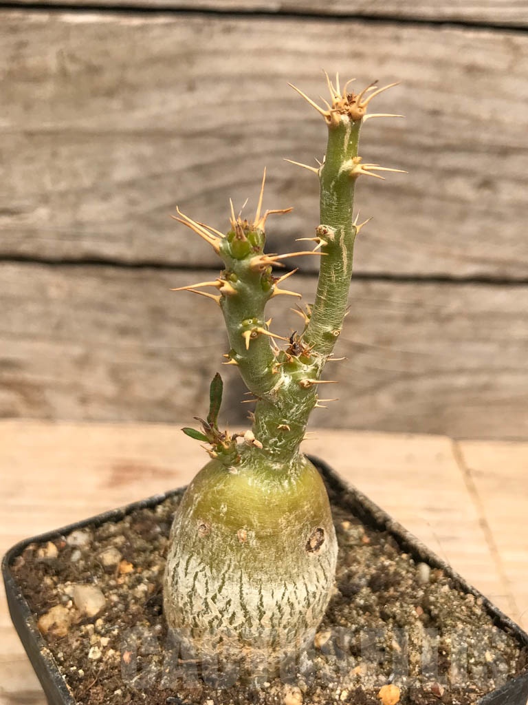 SHPR9762 Pachypodium succulentum