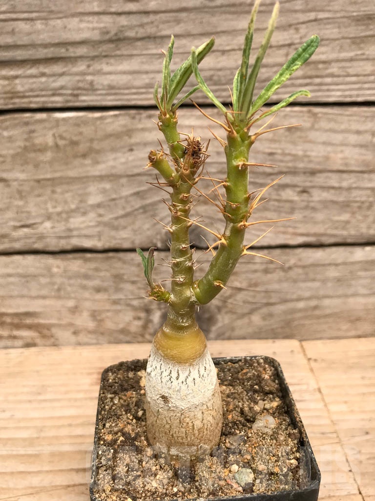 SHPR9763 Pachypodium succulentum