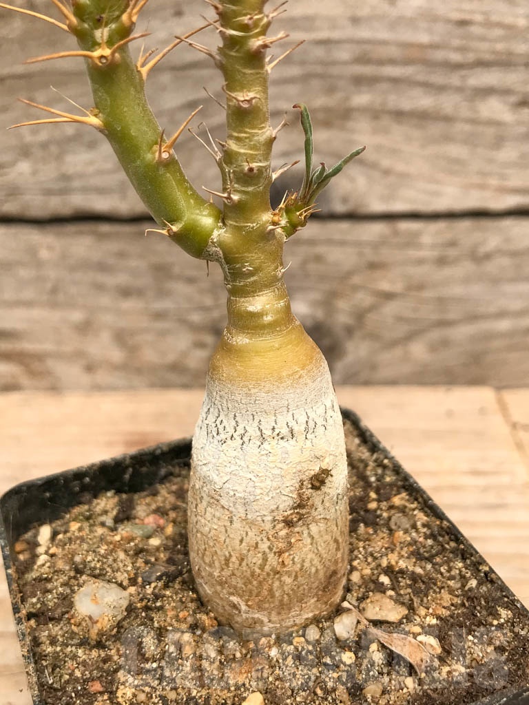 SHPR9763 Pachypodium succulentum - Image 2