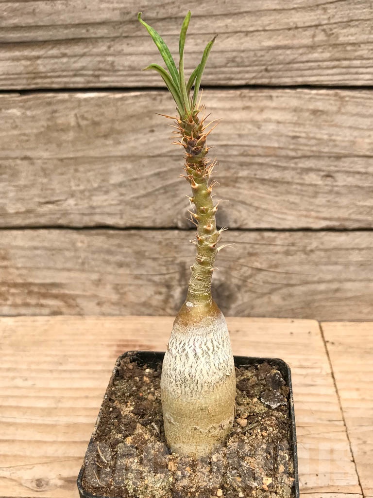 SHPR9764 Pachypodium succulentum