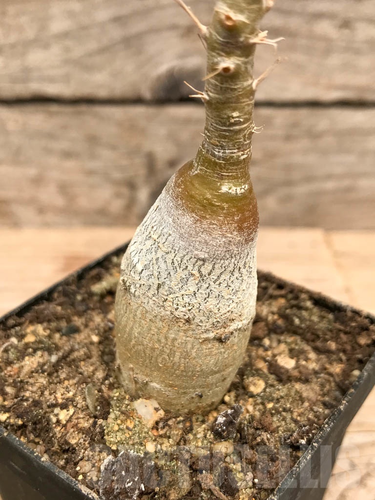 SHPR9764 Pachypodium succulentum - immagine 2