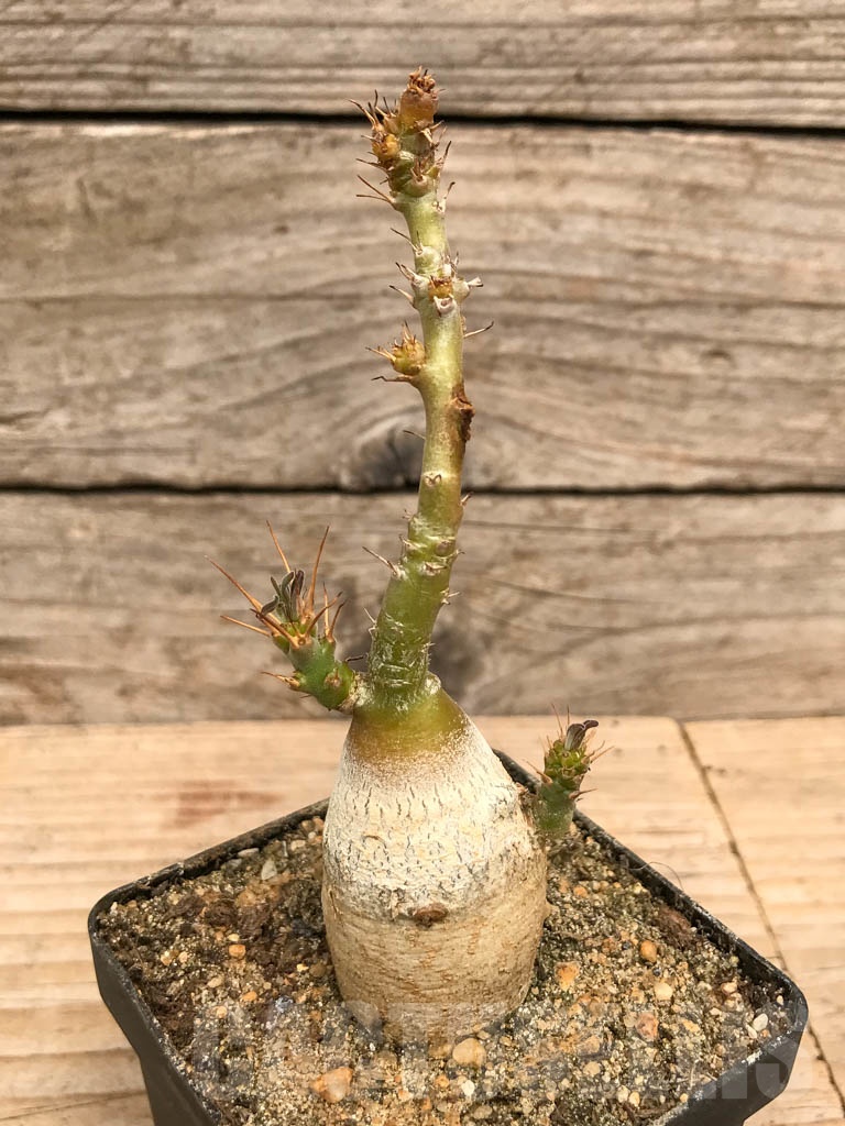 SHPR9765 Pachypodium succulentum - Image 2