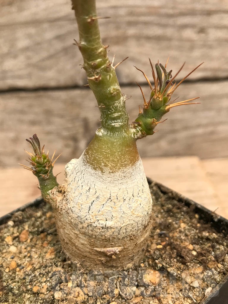 SHPR9765 Pachypodium succulentum
