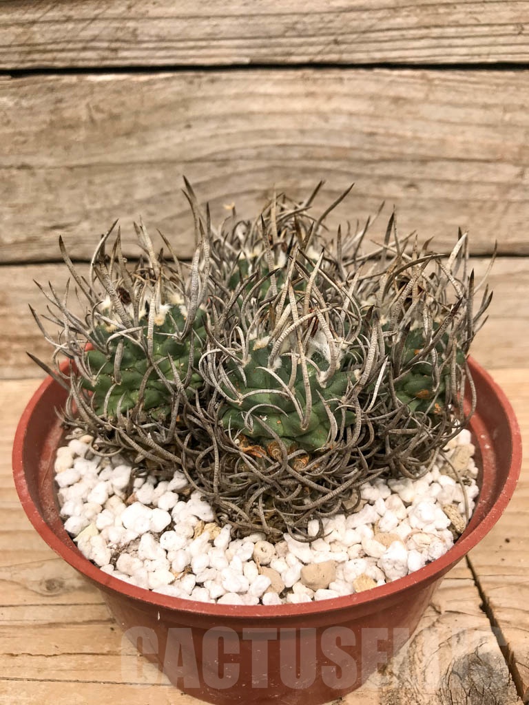 SHPR9768 Turbinicarpus schmiedickeanus