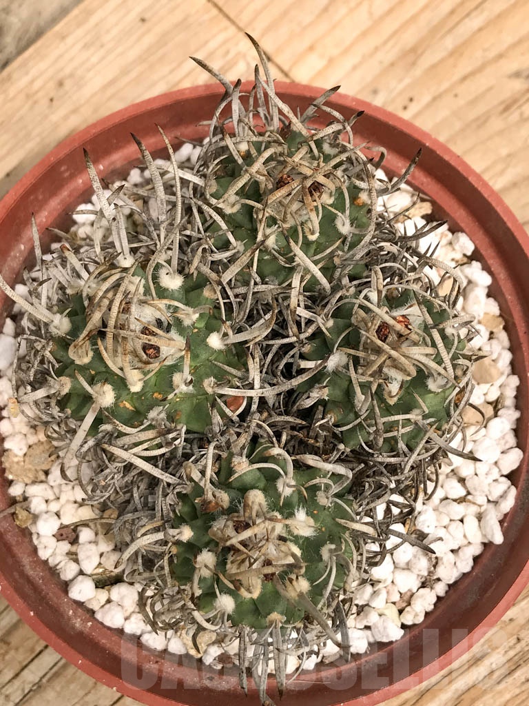 SHPR9768 Turbinicarpus schmiedickeanus - immagine 2