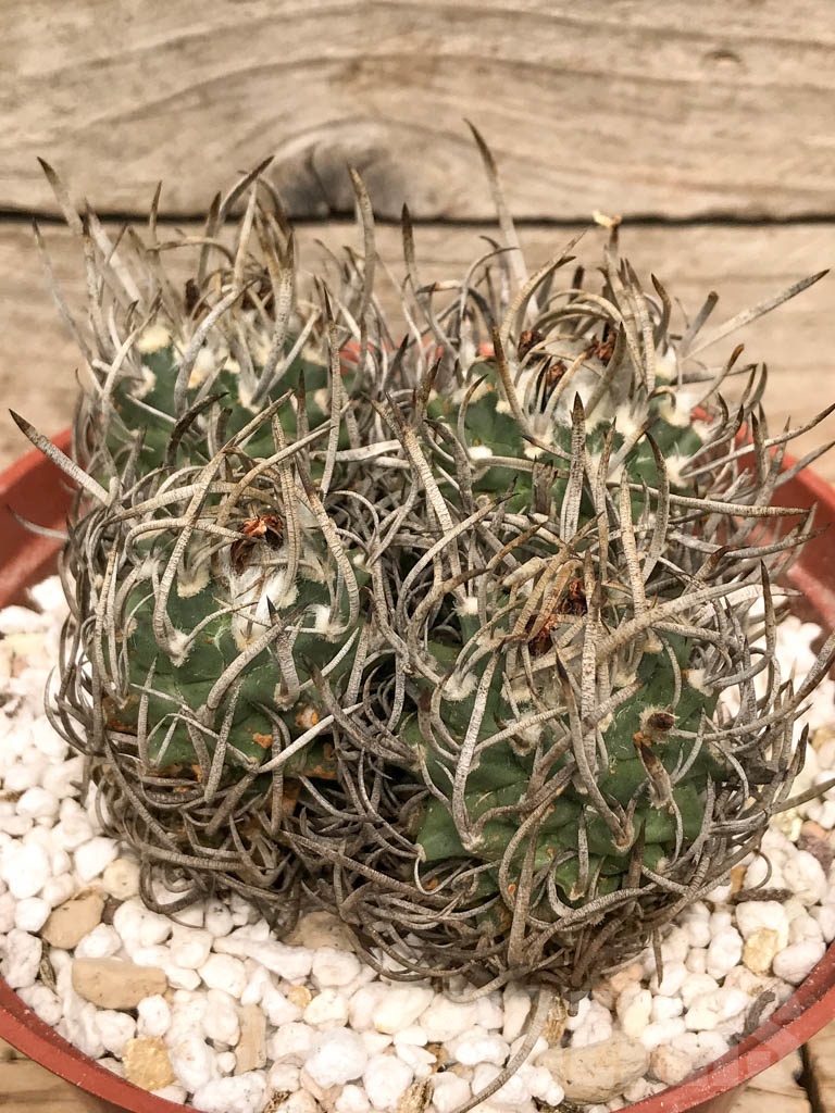 SHPR9768 Turbinicarpus schmiedickeanus - immagine 3